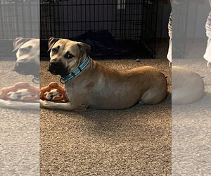 American Pit Bull Terrier-Unknown Mix Dogs for adoption in Polson, MT, USA