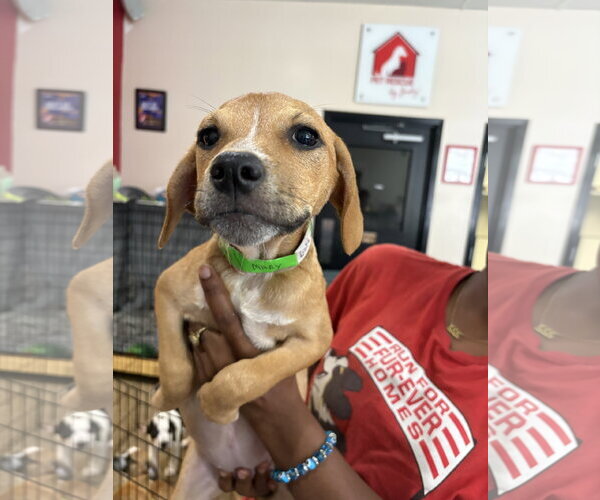 Medium Photo #7 Black Mouth Cur-Unknown Mix Puppy For Sale in Sanford, FL, USA