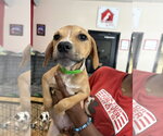 Small #6 Black Mouth Cur Mix