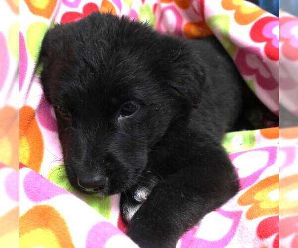 Medium Photo #1 Mutt Puppy For Sale in Thief River Falls, MN, USA