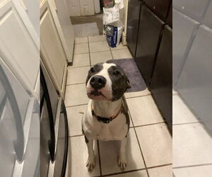 American Pit Bull Terrier-Unknown Mix Dogs for adoption in Albemarle, NC, USA