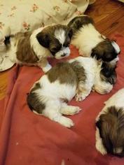 Shih Tzu Puppy for sale in QUEENS VILLAGE, NY, USA