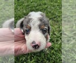 Small #1 Aussiedoodle Miniature 