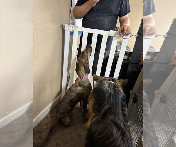 Medium Photo #29 Doberman Pinscher-Unknown Mix Puppy For Sale in Buffalo, MN, USA