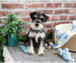 Small #4 Schnauzer (Miniature)