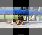 Small #3 Brussels Griffon