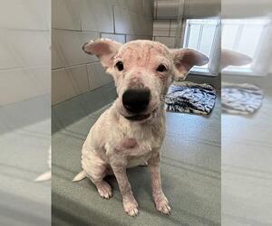 Bull Terrier-Labrador Retriever Mix Dogs for adoption in Baytown, TX, USA