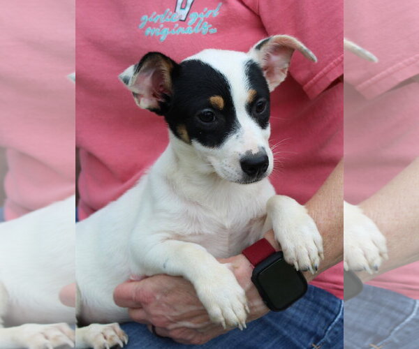 Medium Photo #3 Labrador Retriever-Unknown Mix Puppy For Sale in Prattville, AL, USA