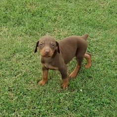 Doberman Pinscher Puppy for sale in MIAMI, OK, USA