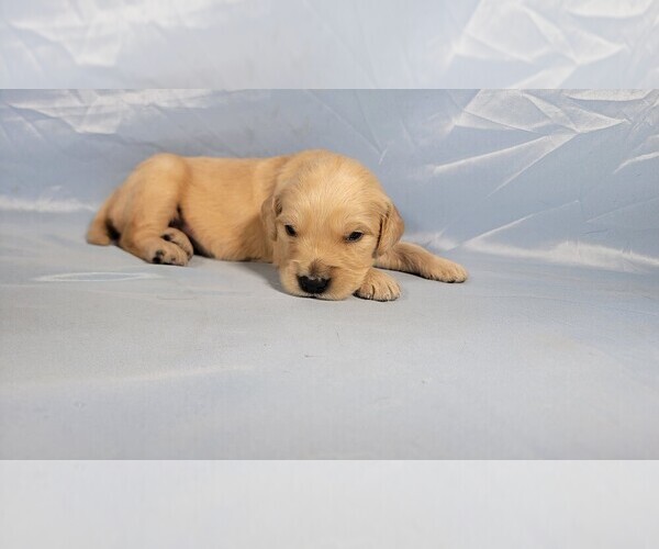 Medium Photo #6 Golden Retriever Puppy For Sale in BLACK FOREST, CO, USA