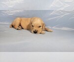 Small Photo #12 Golden Retriever Puppy For Sale in BLACK FOREST, CO, USA