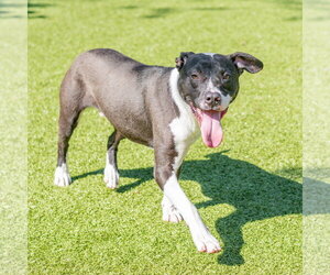 Mutt Dogs for adoption in Hilton Head, SC, USA