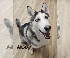 Siberian Husky Dogs for adoption in Severn, MD, USA