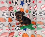 Small #3 Yorkshire Terrier