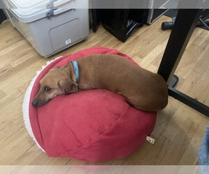 Willie3 (in Virginia) - Male Dachshund Dog for Adoption - Photo #6