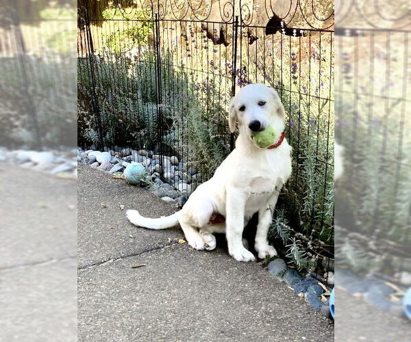 Medium Photo #5 Great Pyrenees Puppy For Sale in Spring, TX, USA