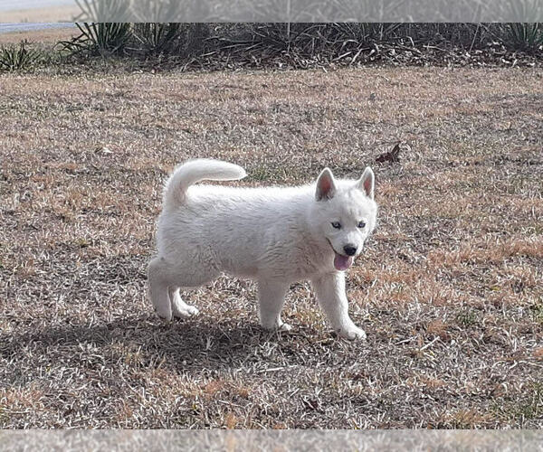 Medium Photo #1 Siberian Husky Puppy For Sale in PIKEVILLE, TN, USA