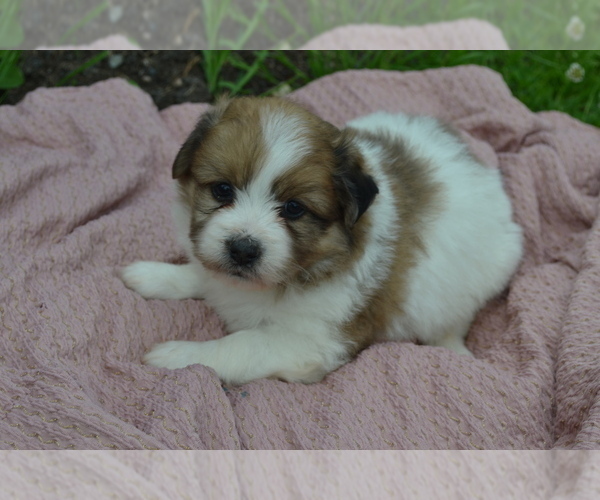 Medium Photo #2 Bichon-A-Ranian Puppy For Sale in GREENWOOD, WI, USA