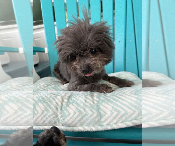 Medium Photo #4 Mutt Puppy For Sale in Pacolet, SC, USA