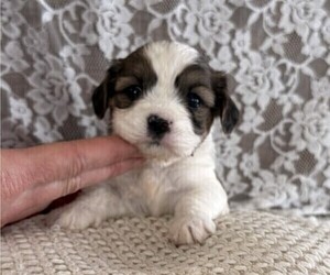 Cavachon-Shih Tzu Mix Puppy for sale in THORP, WI, USA