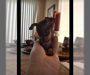 Miniature Pinscher Puppy for sale in BULGER, PA, USA
