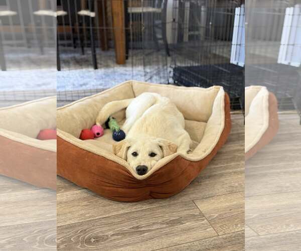 Medium Photo #4 Labrenees Puppy For Sale in MECHANICSBURG, PA, USA