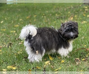 Mother of the Havanese puppies born on 04/17/2025