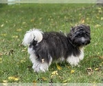 Small Photo #1 Havanese Puppy For Sale in BRISBANE, CA, USA