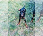 Puppy Legend Doberman Pinscher