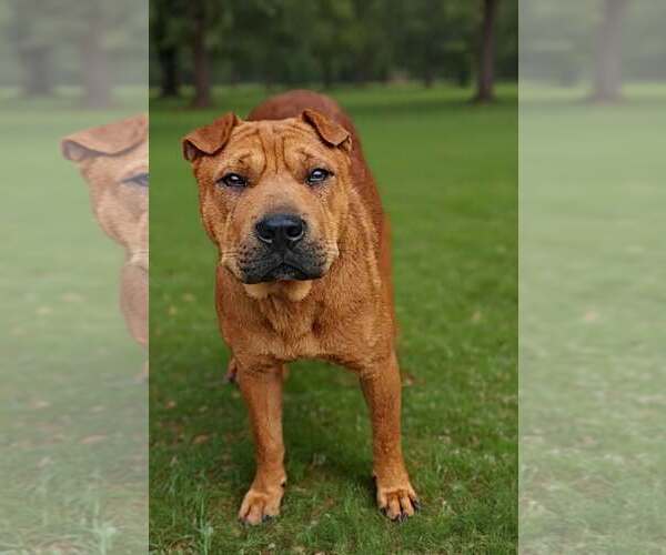 Medium Photo #3 Mutt Puppy For Sale in Talladega, AL, USA