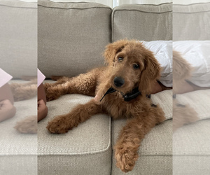 Goldendoodle Puppy for sale in WASH, NC, USA