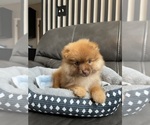 Small #2 Pomeranian