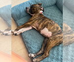 Small #1 American Pit Bull Terrier-American Staffordshire Terrier Mix