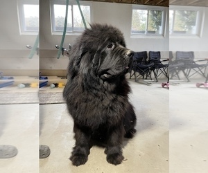Father of the Newfoundland puppies born on 07/21/2022