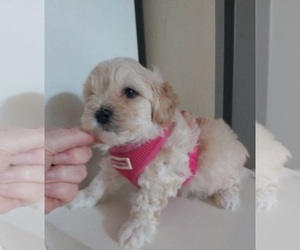 Maltipoo Puppy for sale in DOVER, DE, USA