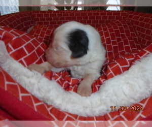 Old English Sheepdog Puppy for sale in RAYMORE, MO, USA