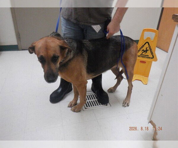 Medium Photo #1 German Shepherd Dog-Unknown Mix Puppy For Sale in Oroville, CA, USA