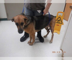 German Shepherd Dog-Unknown Mix Dogs for adoption in Oroville, CA, USA