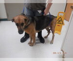Small German Shepherd Dog Mix