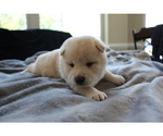 Small Photo #26 Shiba Inu Puppy For Sale in VIRGINIA BCH, VA, USA