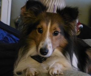Father of the Shetland Sheepdog puppies born on 05/19/2026