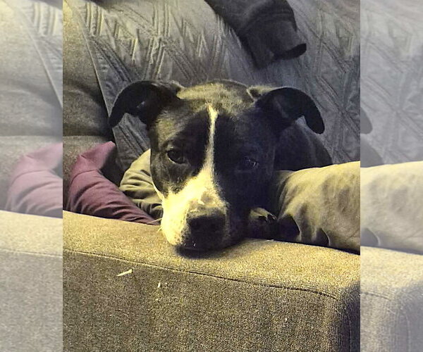 Medium Photo #5 Mutt Puppy For Sale in MECHANICSBURG, PA, USA