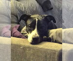 Small #4 Mutt