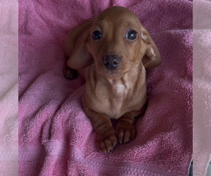 Dachshund Puppy for sale in ECHO, AL, USA