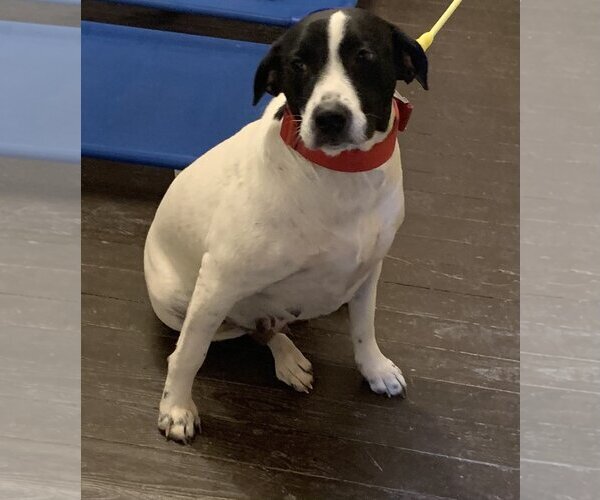 Medium Photo #3 Mutt Puppy For Sale in Harrison, AR, USA