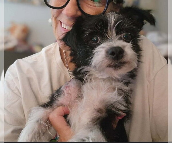 Medium Photo #1 Mutt Puppy For Sale in Grafton, WI, USA