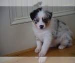 Puppy AKC Cherry Australian Shepherd