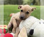 Small #2 Mutt