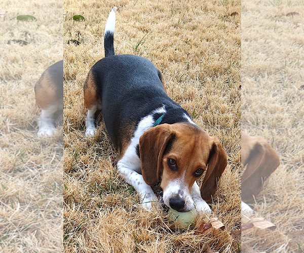 Medium Photo #2 Beagle Puppy For Sale in Mount Airy, NC, USA
