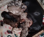 Small Dachshund
